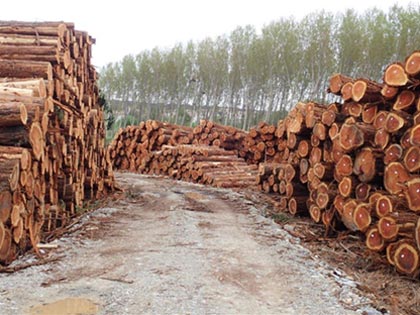 Sequoias coupés à Caunes-Minervois