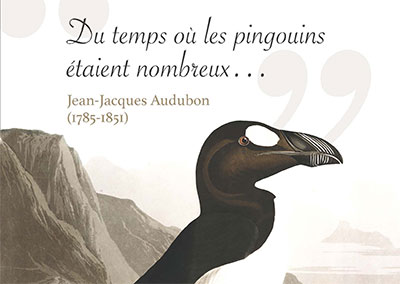 Du temps où les pingouins étaient nombreux…