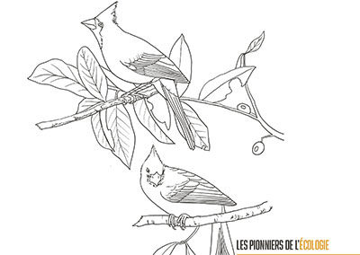 Vie d’oiseaux