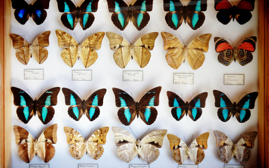 collection de papillons de Fabre