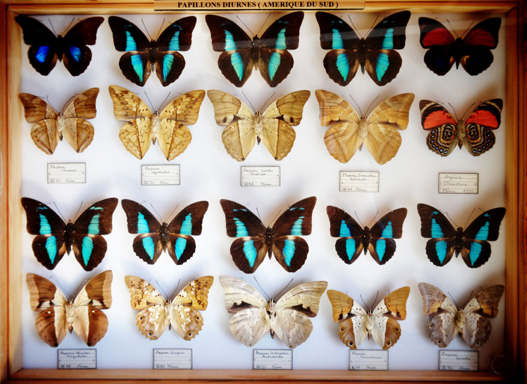 collection de papillons de Fabre